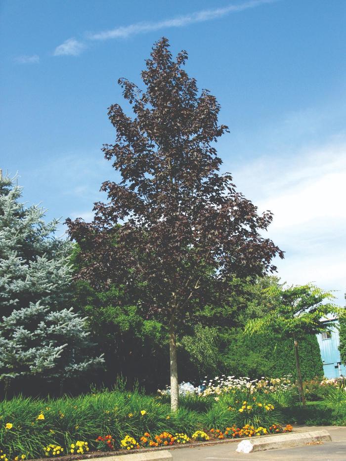 'Crimson Sunset®' Maple - Acer truncatum x platanoides from Winding Creek Nursery