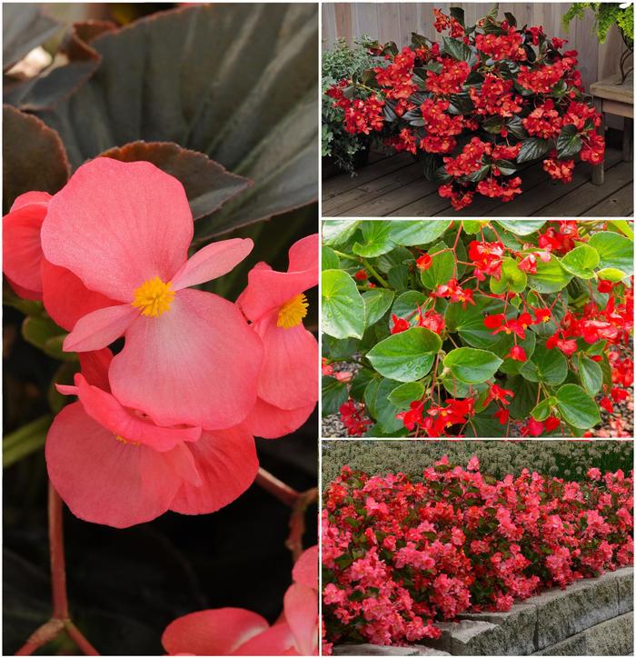 Begonia - Begonia x benariensis from Winding Creek Nursery