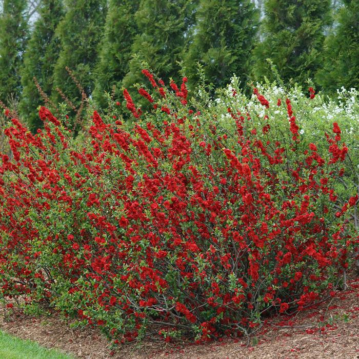 Double Take® 'Scarlet' - Chaenomeles speciosa (Quince) from Winding Creek Nursery