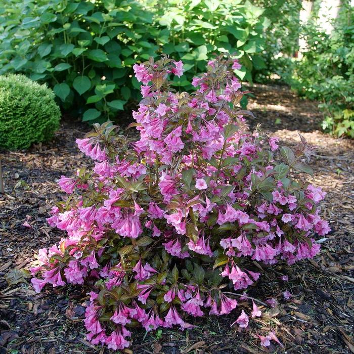 Sonic Bloom Wine™ - Weigela florida from Winding Creek Nursery