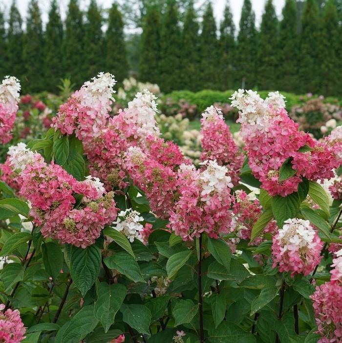 Pinky Winky Prime® Panicle Hydrangea - Hydrangea paniculata from Winding Creek Nursery