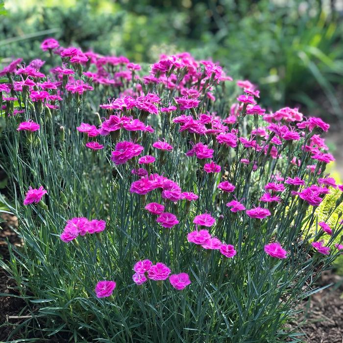 'Pink Fire' - Dianthus gratianopolianus from Winding Creek Nursery