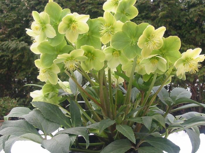 Winter Magic™ 'Snow Love' - Helleborus niger (Lenten Rose) from Winding Creek Nursery