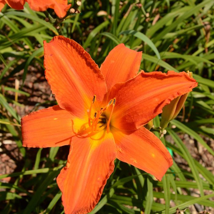 Orange Daylily - Hemerocallis from Winding Creek Nursery