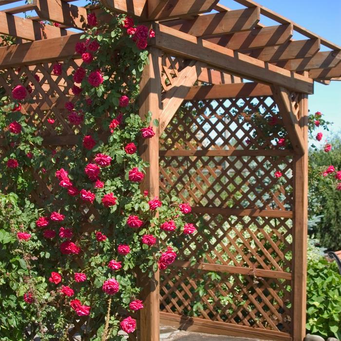 'Ramblin' Red®' Climbing Rose - Rosa from Winding Creek Nursery