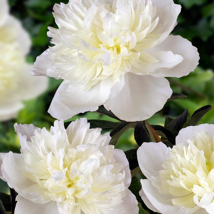 'Duchess de Nemours' Peony - Paeonia lactiflora from Winding Creek Nursery