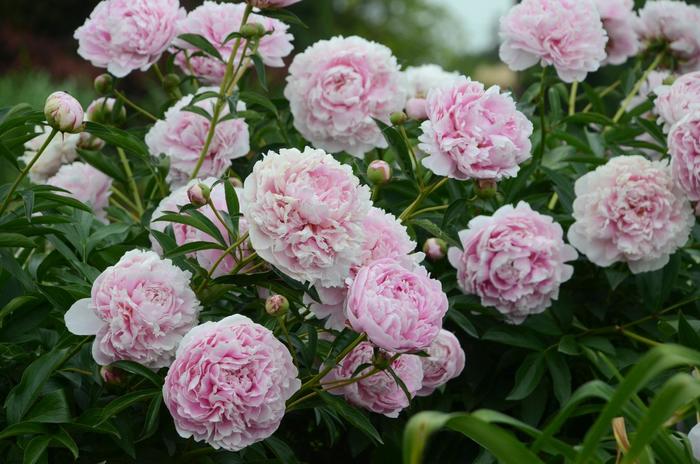 'Sarah Bernhardt' Peony - Paeonia lactiflora from Winding Creek Nursery