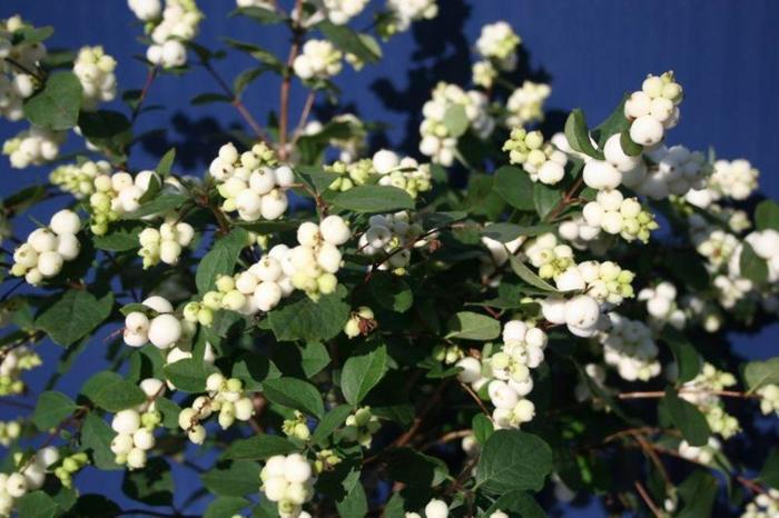 'Galaxy™' Snow Berry - Symphoricarpos x doorenbosii from Winding Creek Nursery