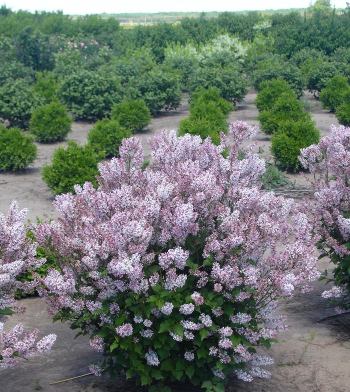 'Dream Cloud™' Lilac - Syringa patula from Winding Creek Nursery