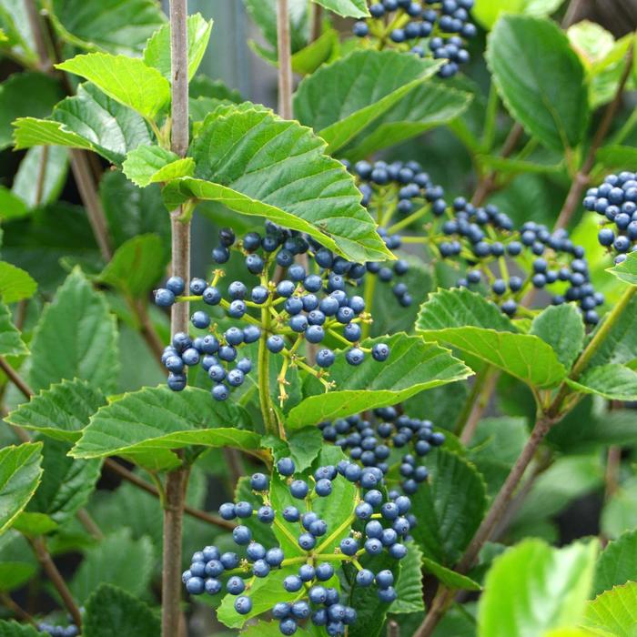 'Chicago Lustre®' Arrowwood Viburnum - Viburnum dentatum from Winding Creek Nursery