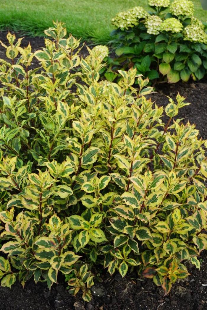 Rainbow Sensation™ - Weigela florida from Winding Creek Nursery