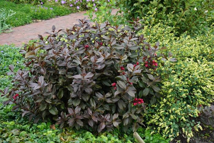 Shining Sensation™ - Weigela florida from Winding Creek Nursery