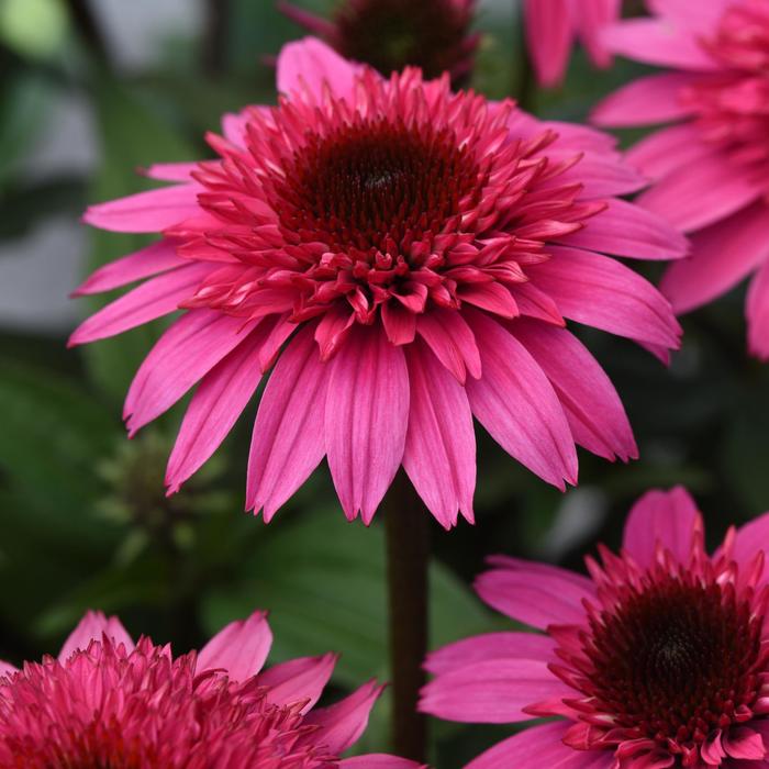 Double Scoop™ 'Watermelon Deluxe' - Echinacea (Coneflower) from Winding Creek Nursery