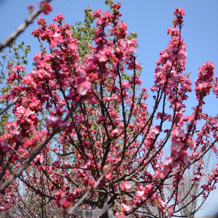 'Coralburst' Crabapple - Malus from Winding Creek Nursery