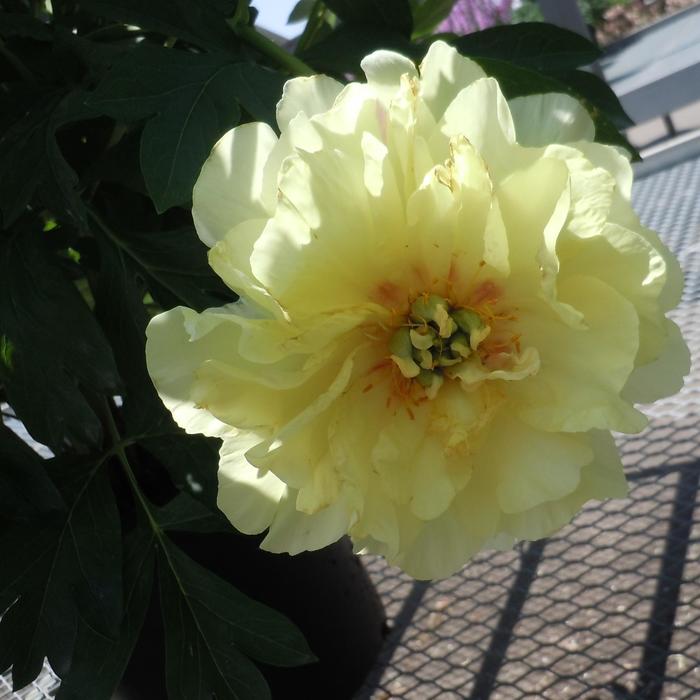 'Canary Brilliants' Itoh Peony - Paeonia from Winding Creek Nursery