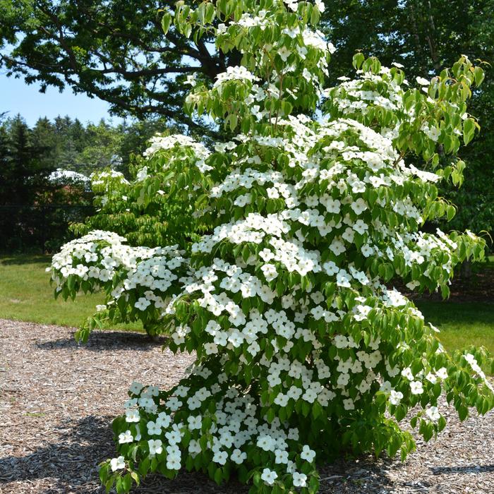 'Milky Way' Dogwood - Cornus kousa from Winding Creek Nursery