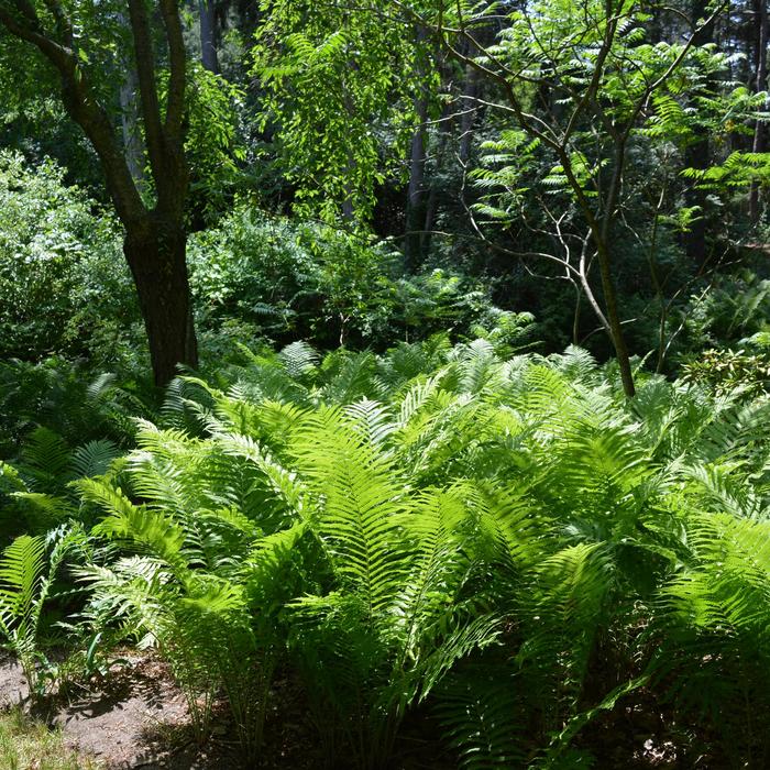 Fern-Ostrich - Matteuccia struthiopteris from Winding Creek Nursery