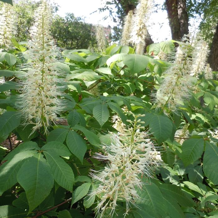 Bottlebrush Buckeye - Aesculus parviflora from Winding Creek Nursery