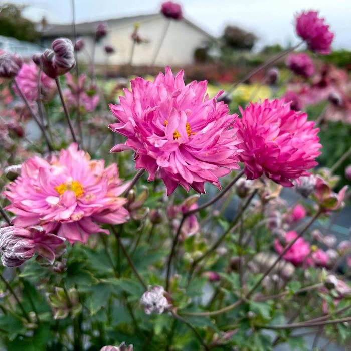 Puff® pink - Anemone (Wind Flower) from Winding Creek Nursery