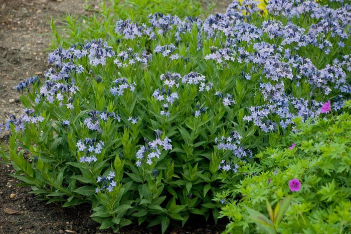 'Blue Ice' Blue Star - Amsonia from Winding Creek Nursery