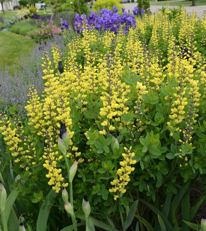 Decadence® 'Lemon Meringue' - Baptisia (False Indigo) from Winding Creek Nursery