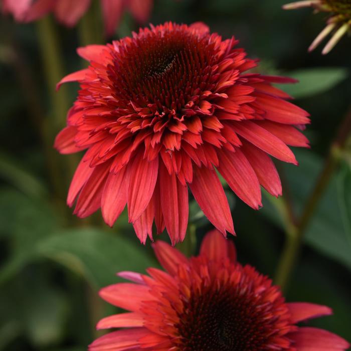 Double Scoop™ 'Raspberry Deluxe' - Echinacea (Coneflower) from Winding Creek Nursery