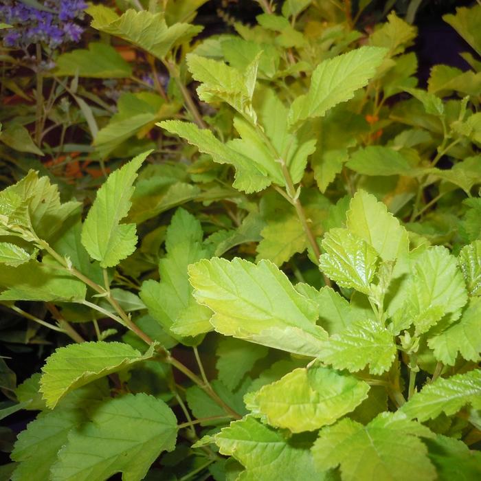 Honeycomb™ Ninebark - Physocarpus opulifolius from Winding Creek Nursery