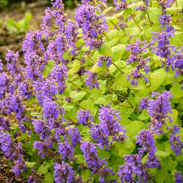 'Chartreuse on the Loose' Catmint - Nepeta x faassenii from Winding Creek Nursery