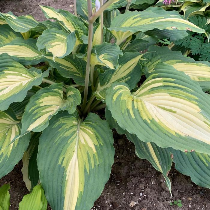 Shadowland&reg; 'Love Story' - Hosta (Hosta, Plantain Lily) from Winding Creek Nursery