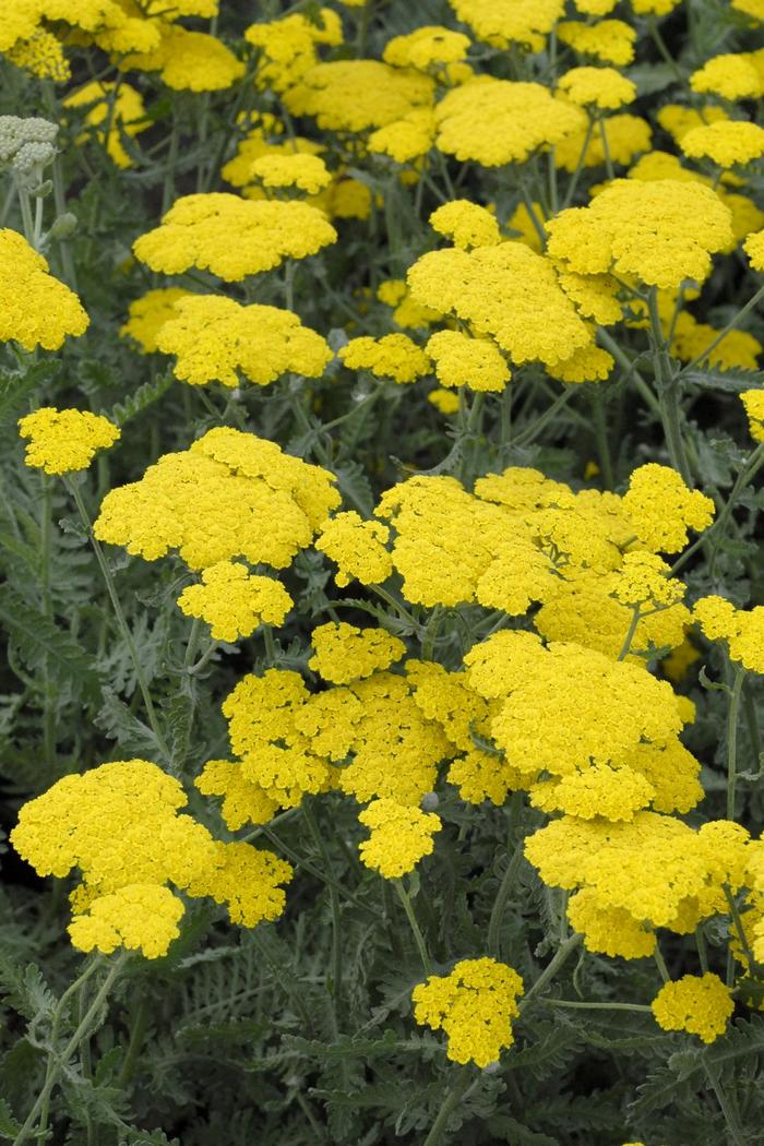 'Moonshine' Yarrow - Achillea millefolium from Winding Creek Nursery