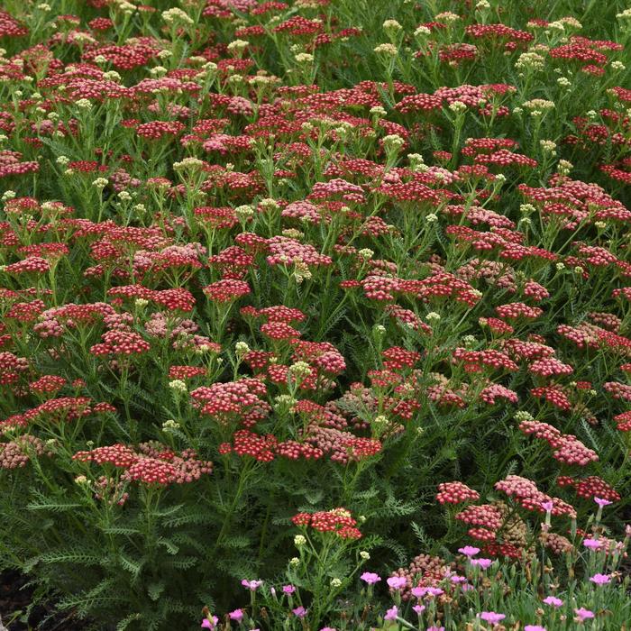 New Vintage™ Red - Achillea millefolium (Yarrow) from Winding Creek Nursery