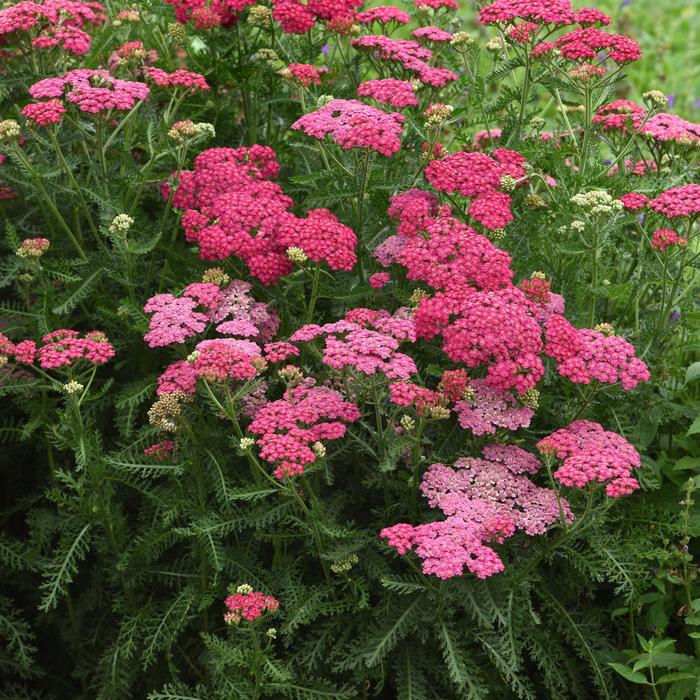 New Vintage&trade; Rose - Achillea millefolium (Yarrow) from Winding Creek Nursery