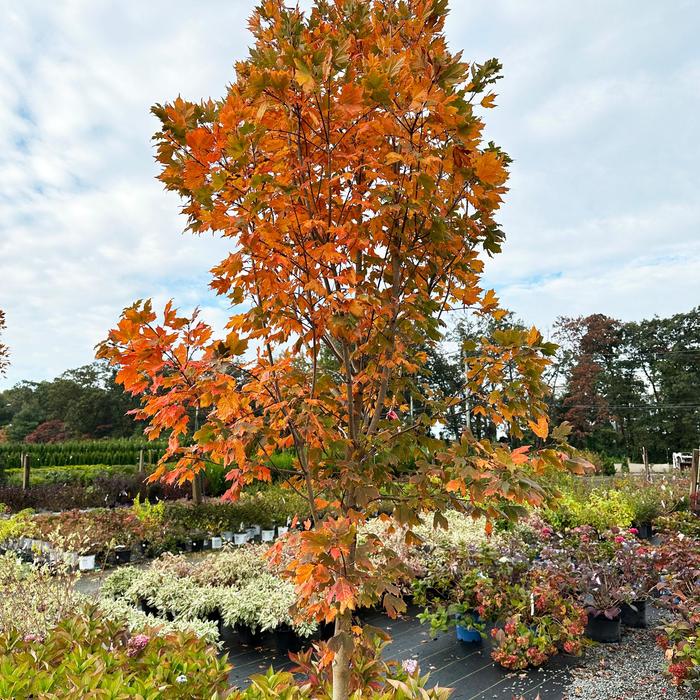 'Green Mountain' Sugar Maple - Acer saccharum from Winding Creek Nursery