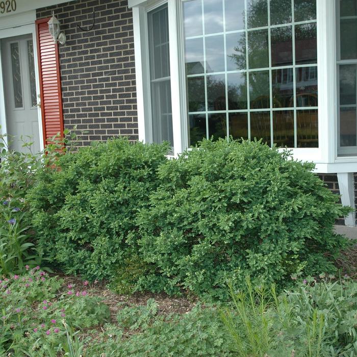 Chicagoland Green® Boxwood - Buxus from Winding Creek Nursery