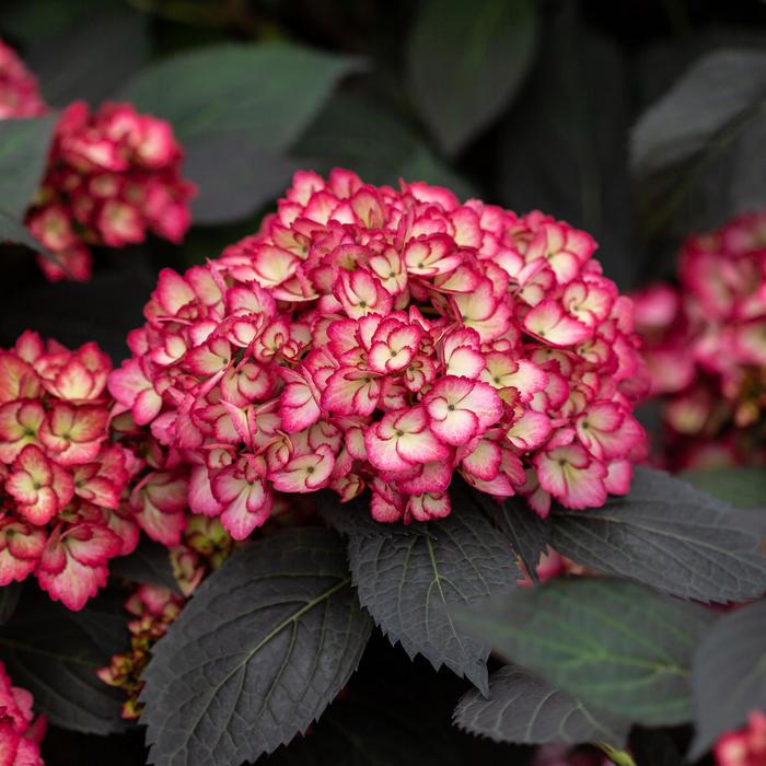 Eclipse® Bigleaf Hydrangea - Hydrangea macrophylla from Winding Creek Nursery