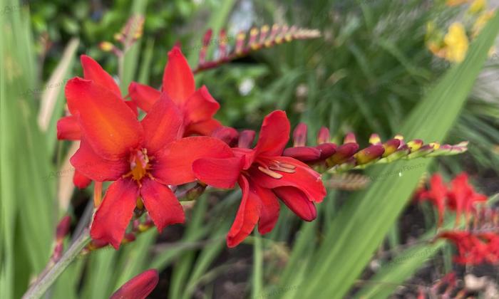 'Diablito' Montbretia - Crocosmia from Winding Creek Nursery