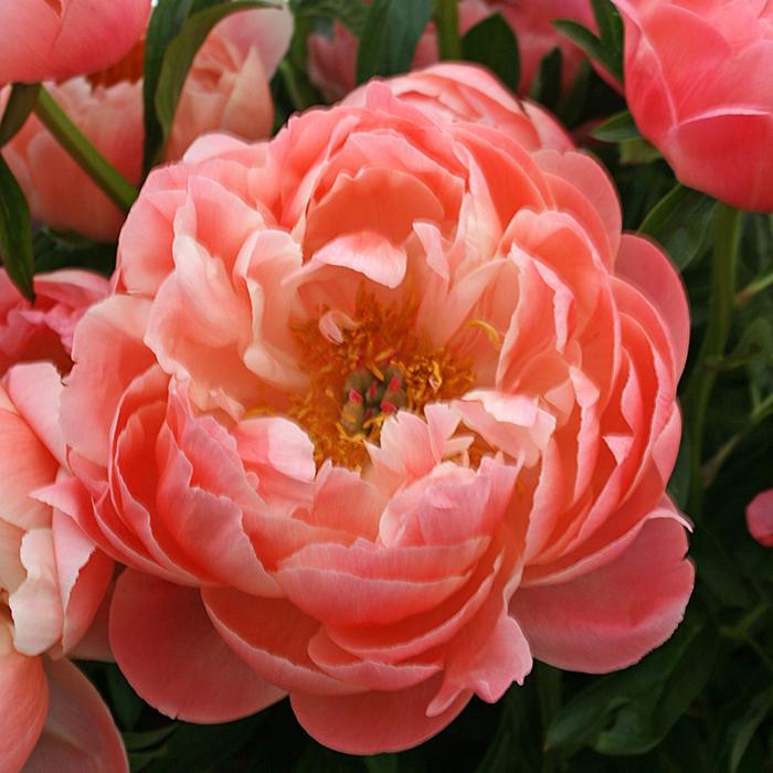 'Coral Sunset' Peony - Paeonia from Winding Creek Nursery