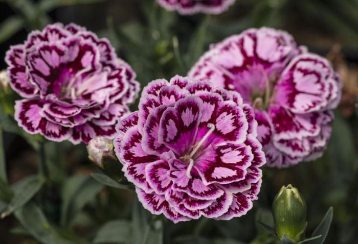 Constant Beauty® 'Crush Cherry' - Dianthus (Pinks) from Winding Creek Nursery