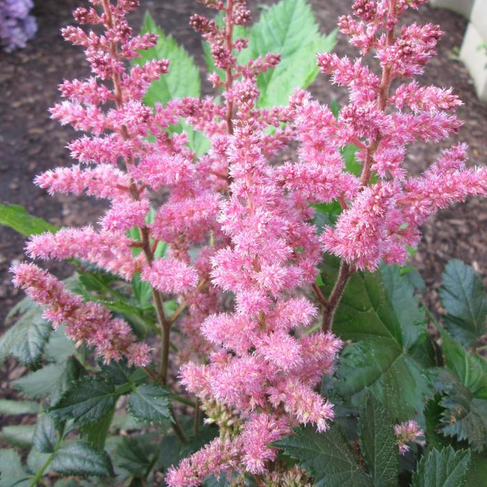 'Visions in Pink' False Spirea - Astilbe chinensis from Winding Creek Nursery