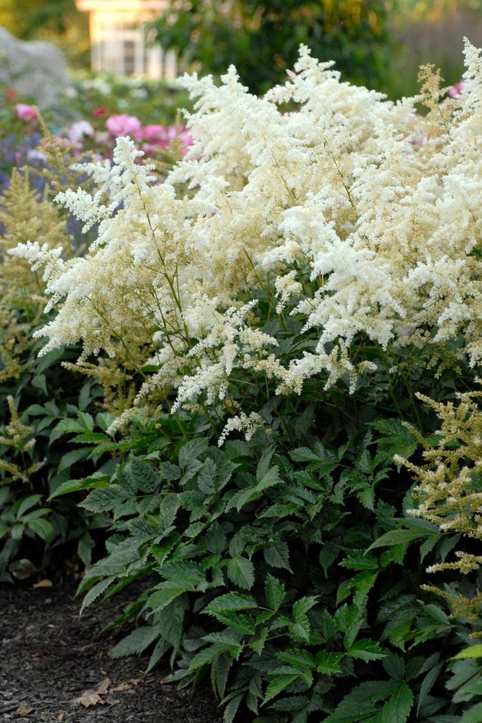 'Deutschland' False Spirea - Astilbe rhizomatous from Winding Creek Nursery