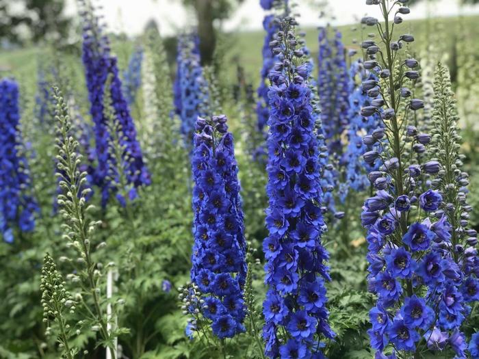 'Blue Buccaneers' New Zealand Delphinium - Delphinium from Winding Creek Nursery