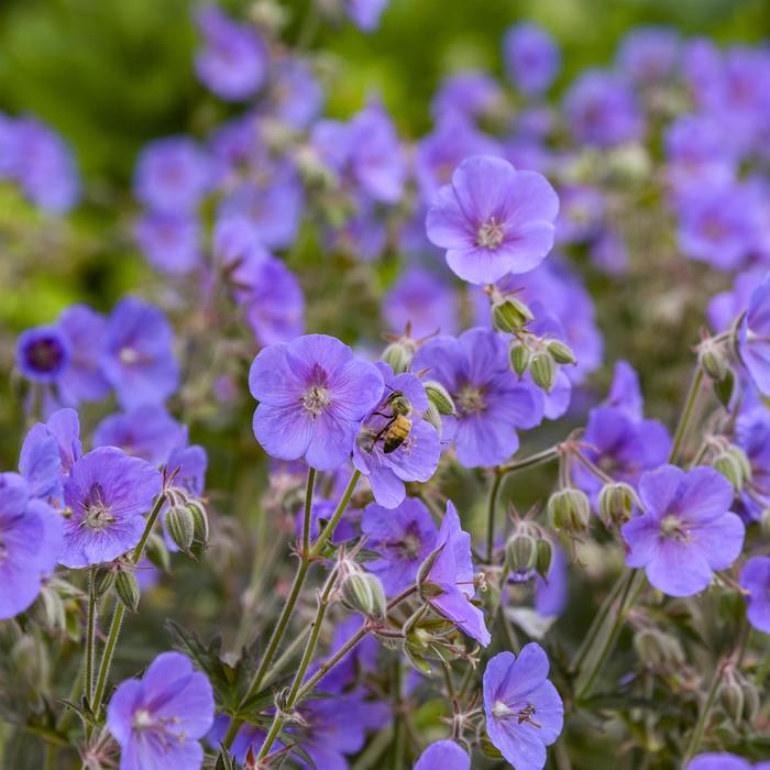 'Boom Chocolatta' Hardy Geranium - Geranium pratense from Winding Creek Nursery