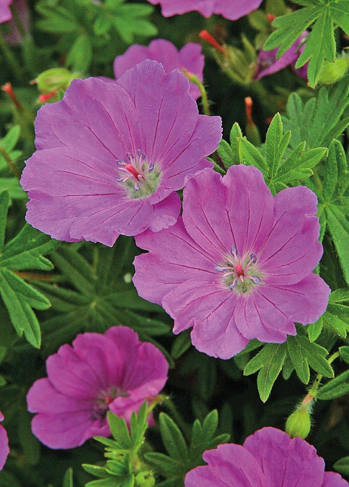 'Max Frei' Bloody Cranesbill - Geranium sanguineum from Winding Creek Nursery