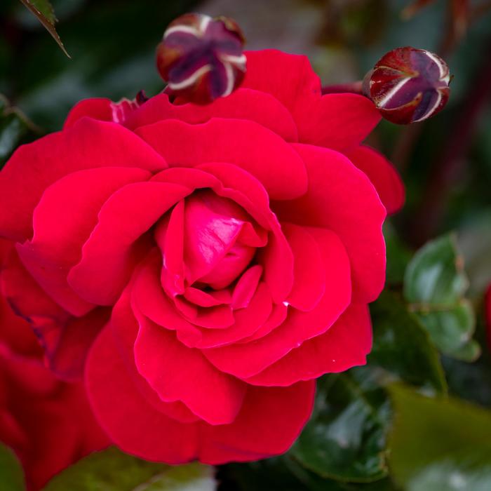 Easy Elegance® Paint the Town Red Rose - Rosa from Winding Creek Nursery