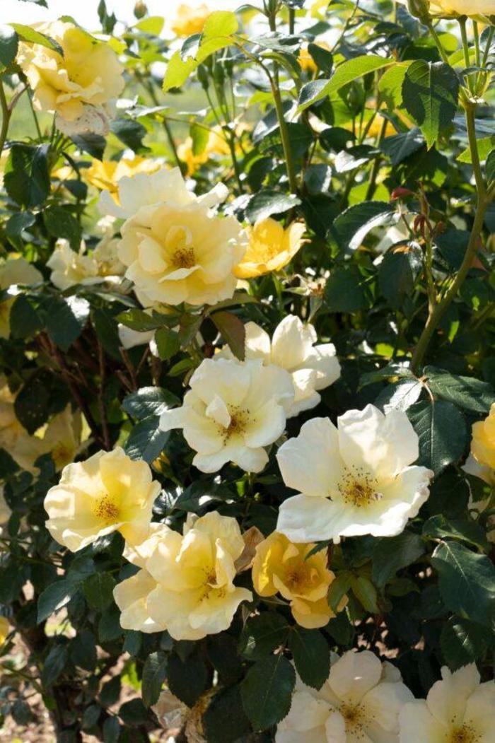  Knock Out® Easy Bee-zy™ Rose - Rosa x from Winding Creek Nursery