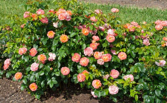 Knock Out® Orange Glow™ Rose - Rosa x from Winding Creek Nursery