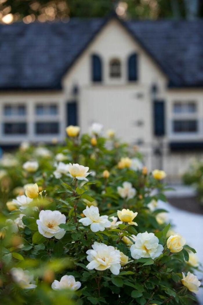 Knock Out® Sunny - Rosa (Shrub Rose) from Winding Creek Nursery