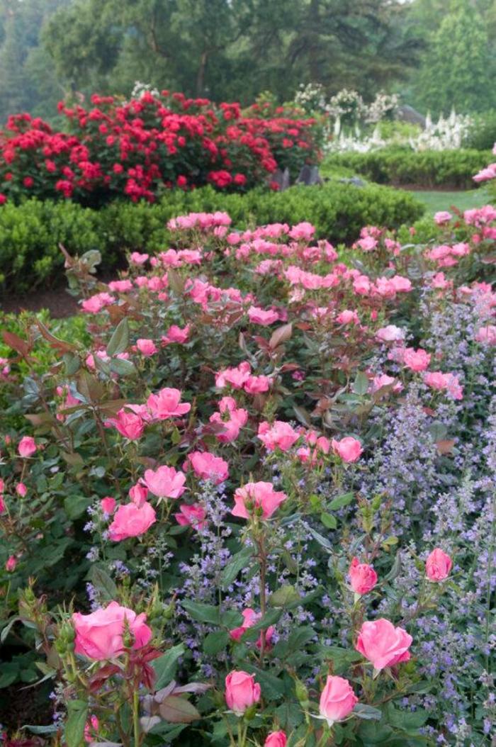 Knock Out® Pink - Rosa (Shrub Rose) from Winding Creek Nursery