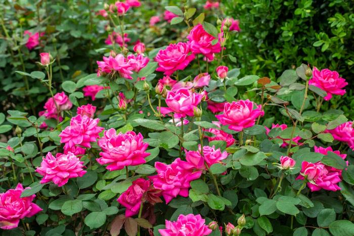 Knock Out® Pink Double - Rosa (Shrub Rose) from Winding Creek Nursery