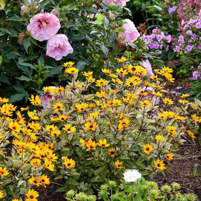 'Touch of Blush' False Sunflower - Heliopsis helianthoides from Winding Creek Nursery